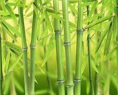 Bambusy